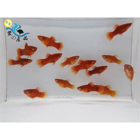 紅球魚水溫|紅球魚(2～3公分)一組10隻 